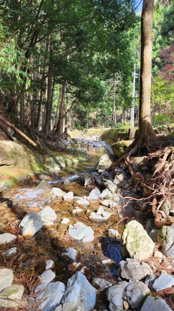 くるり周辺森　川